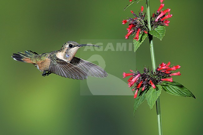 Immature male Lucifer Hummingbird (Calothorax lucifer)
Brewster Co., Texas, USA
September 2016 stock-image by Agami/Brian E Small,