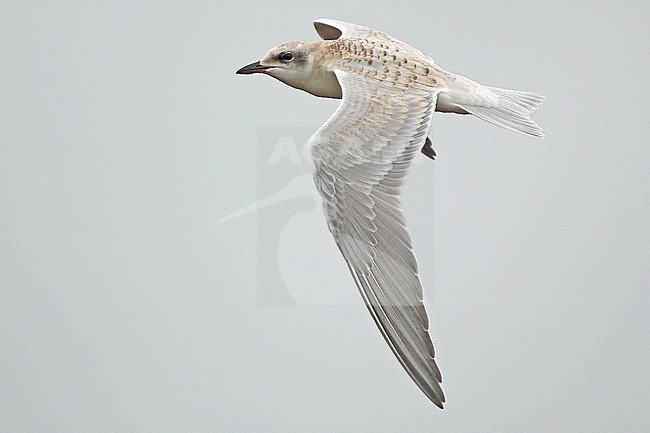 Gull-billed tern (Gelochelidon nilotica), juvenile flying, seen from the side, showing upperwing. stock-image by Agami/Fred Visscher,