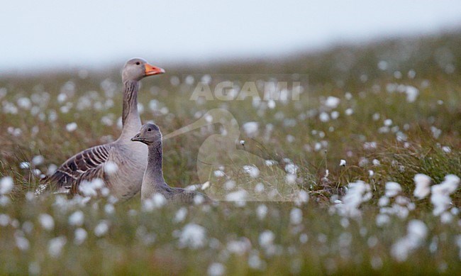 Grauwe Gans met jong, Grey-lag Goose with young stock-image by Agami/Markus Varesvuo,