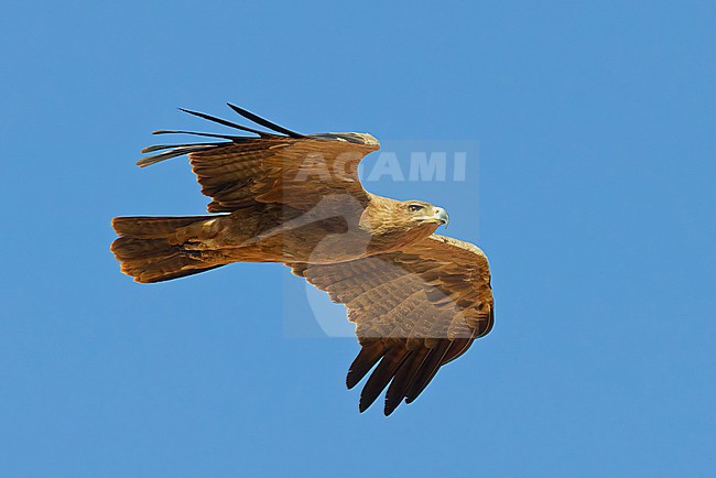 Tawny Eagle (Aquila rapax) in Kenya. stock-image by Agami/Tomi Muukkonen,