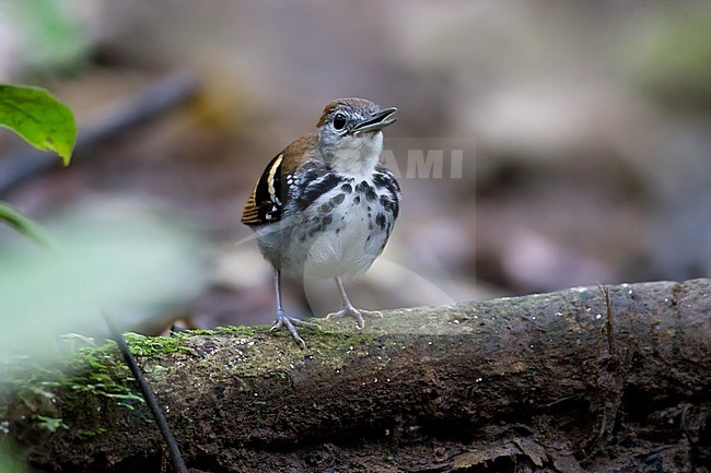 Birds of Peru, a singing Banded Antbird stock-image by Agami/Dubi Shapiro,