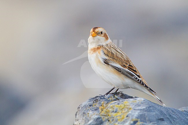 Snow Bunting, Plectrophenax nivalis, in winter plumage sitting on basalt rocks part of small flock wintering at North Sea coast. Adult female in winter plumage perched on rock seen from side of subspecies nivalis. stock-image by Agami/Menno van Duijn,