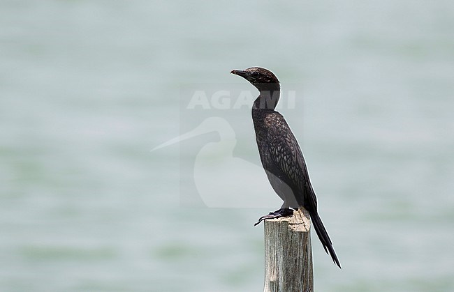 Little Cormorant (Microcarbo niger) perched at Pak Thale, Thailand stock-image by Agami/Helge Sorensen,