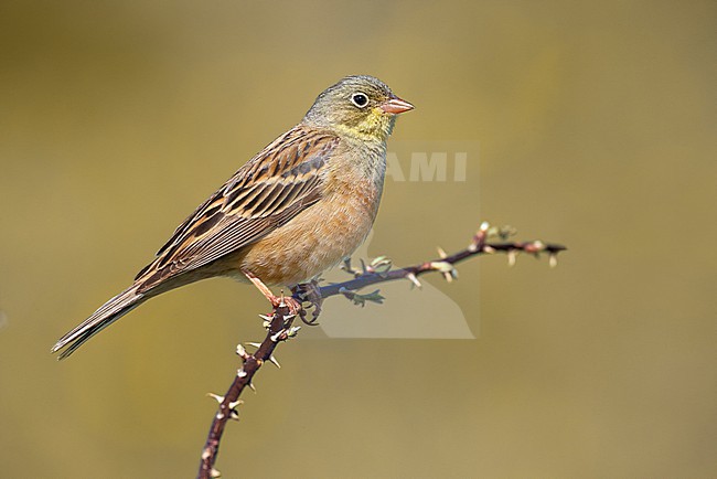 Male Ortolan Bunting, Emberiza hortulana, in Georgia. stock-image by Agami/Daniele Occhiato,