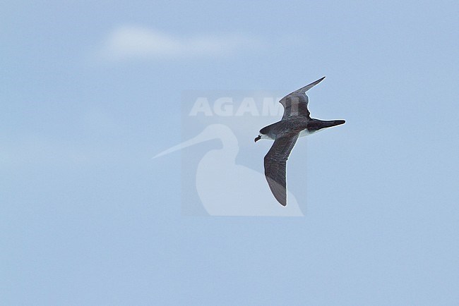 Barau's Petrel (Pterodroma baraui) on Reunion island in the Indian ocean. In flight over the ocean. stock-image by Agami/Dubi Shapiro,