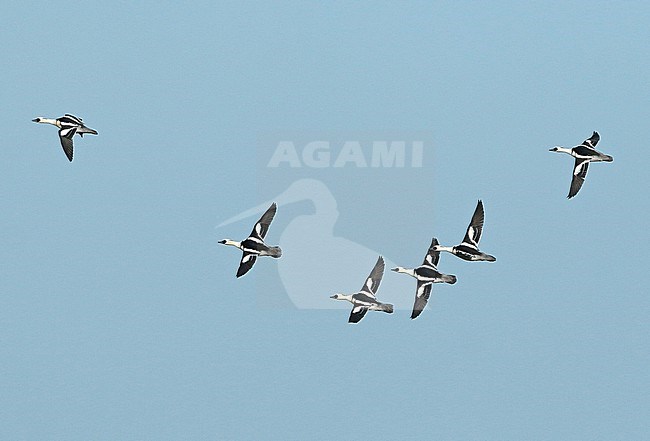 Smew (Mergellus albellus), group of males in flight, seen from the side, showing upperwings. stock-image by Agami/Fred Visscher,