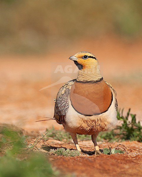 Male Pin-tailed Sandgrouse (Pterocles alchata) in steppes near Belchite in Spain. stock-image by Agami/Marc Guyt,