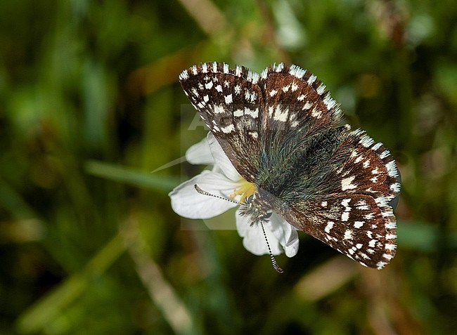 Grizzled Skipper (Pyrgus malvae) on Schiermonnikoog, Netherlands. stock-image by Agami/Marc Guyt,