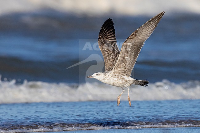 Yellow-legged Gull (Larus michahellis), side view of a juvenile in flight, Campania, Italy stock-image by Agami/Saverio Gatto,
