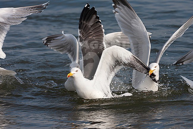 Adult Lesser Black-backed Gull (Larus fuscus) emerging after fight with several adult European Herring Gulls (Larus argentatus) for thrown bread in the Dutch Wadden Sea off Schiermonnikoog. stock-image by Agami/Marc Guyt,
