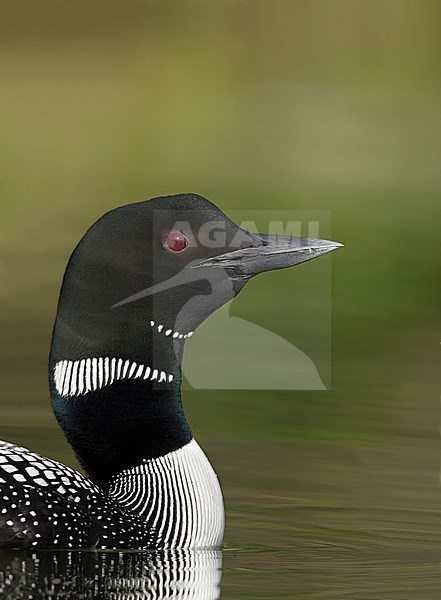 Adult Common Loon (Gavia immer) in breeding plumage on Lac Le Jeune, British Colombia in Canada. Vertical portrait of the head. stock-image by Agami/Brian E Small,