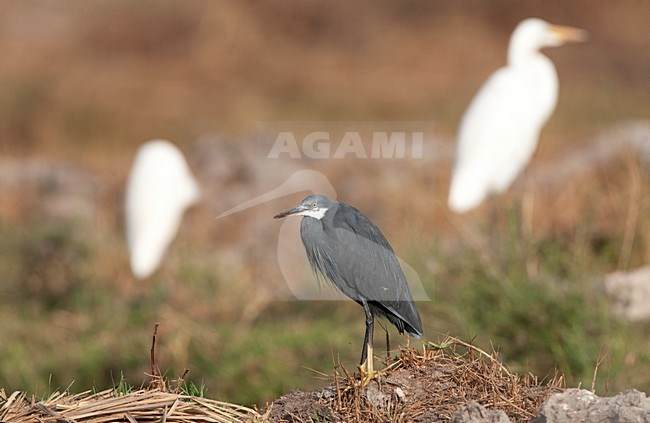 Westelijke Rifreiger, Western Reef heron, Egretta gularis stock-image by Agami/Marc Guyt,