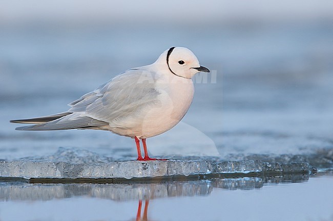 Adult Ross's Gull (Rhodostethia rosea) in breeding plumage during the short arctic spring in Barrow, Alaska, USA in June 2018 stock-image by Agami/Dubi Shapiro,