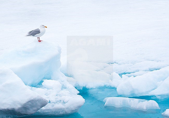Adult Glaucous Gull (Larus hyperboreus) in summer plumage standing on top a small iceberg in the drift ice, north of Svalbard, arctic Norway. stock-image by Agami/Marc Guyt,