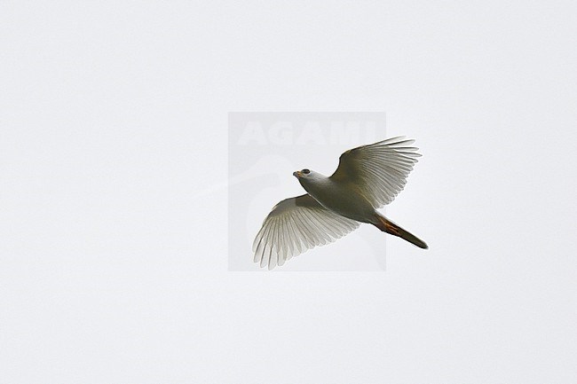 White phase Variable Goshawk (Accipiter hiogaster) flying overhead on the Indonesia island Waigeo off West Papua. stock-image by Agami/Laurens Steijn,