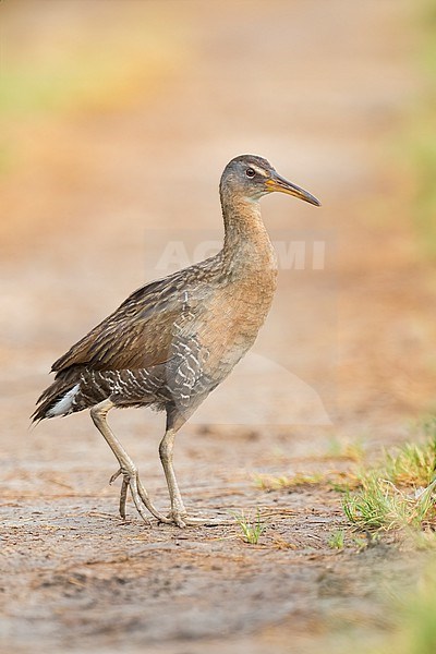 Adult
Galveston Co., TX
April 2023 stock-image by Agami/Brian E Small,