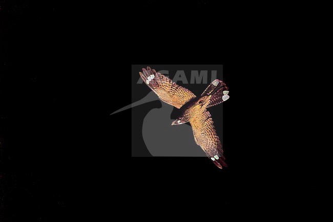 Red-necked Nightjar (Caprimulgus ruficollis) flying at night, no flash, light from Alhambra, Granada, Spain stock-image by Agami/Tomas Grim,