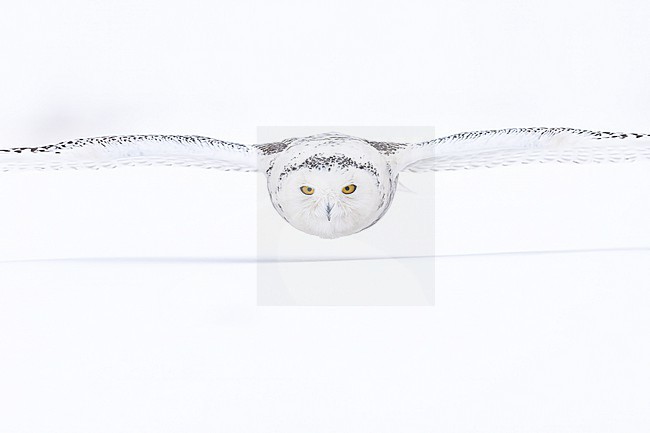 Snowy Owl (Bubo scandiacus) in snow covered landscape in Ontario Canada. stock-image by Agami/Marcel Burkhardt,
