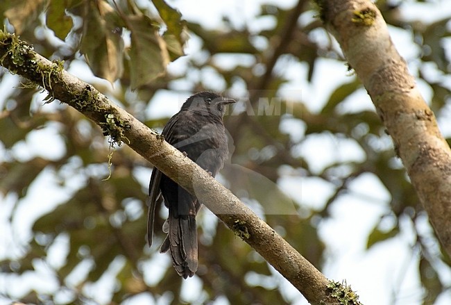 Zwarte Koekoek,  Black Cuckoo stock-image by Agami/Roy de Haas,