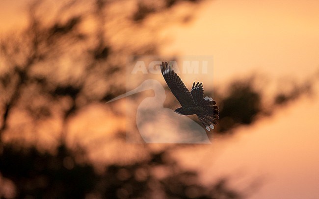 European Nightjar (Caprimulgus europaeus) in flight at sunset at North Zealand, Denmark stock-image by Agami/Helge Sorensen,