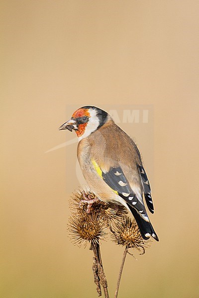 European Goldfinch, Putter, Carduelis carduelis feeding on Burdock stock-image by Agami/Menno van Duijn,