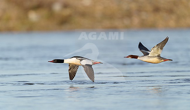 Pair, couple Goosander (Mergus merganser merganser) on migration, flying low above the surface of the water of river Maas. Birds in sideview stock-image by Agami/Ran Schols,