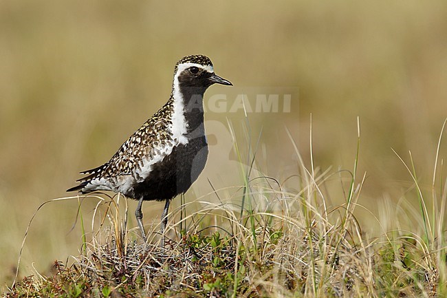 Adult male Pacific Golden Plover (Pluvialis fulva) in full breeding plumage at Seward Peninsula, Alaska, USA in June 2018. stock-image by Agami/Brian E Small,