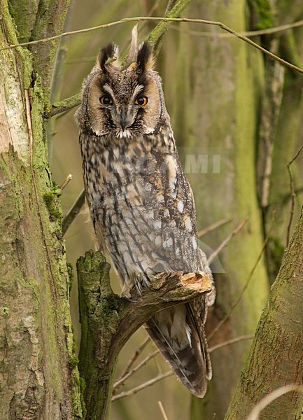 Long-eared Owl; Ransuil; Asio otus stock-image by Agami/Wil Leurs,