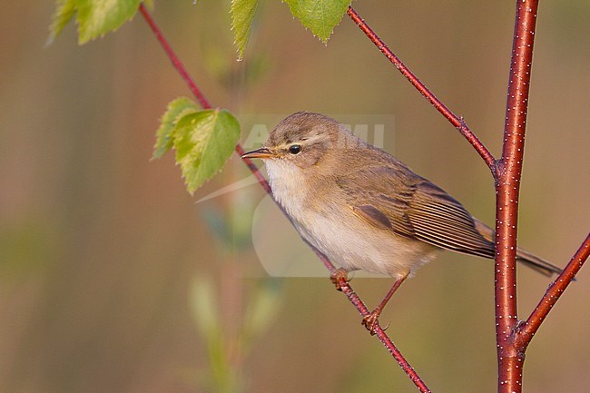 Willow Warbler - Fitis - Phylloscopus trochilus ssp. trochilus, Germany stock-image by Agami/Ralph Martin,