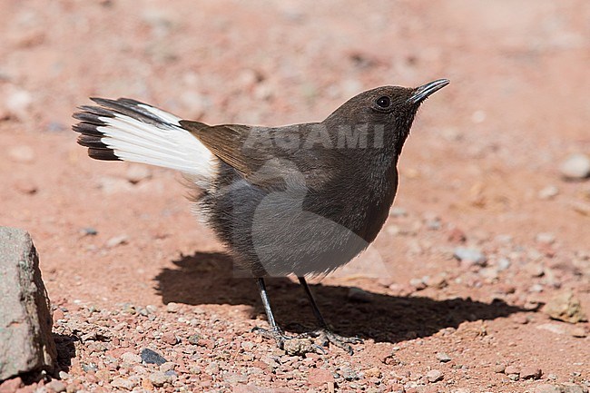 Black Wheater (Oenanthe leucura syenitica), side view of a male standing on the ground stock-image by Agami/Saverio Gatto,