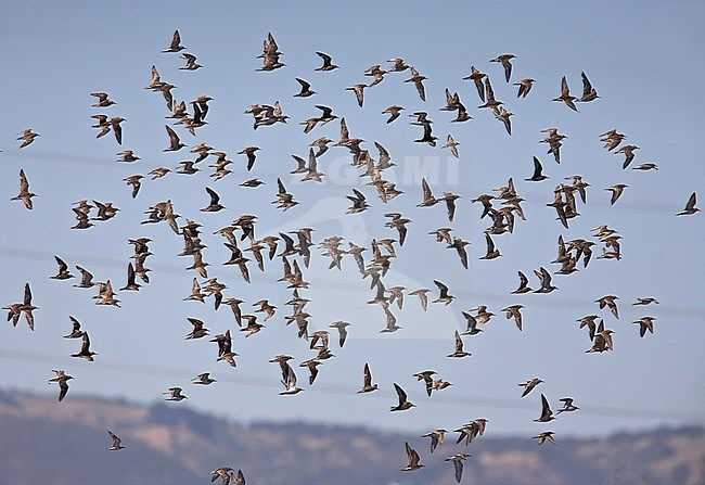 Wintering flock of Sharp-tailed Sandpipers (Calidris acuminata) in flight over marshland. stock-image by Agami/Andy & Gill Swash ,