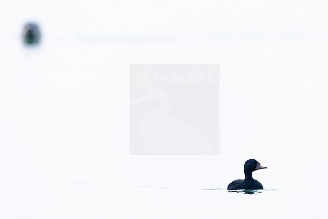  stock-image by Agami/Menno van Duijn,