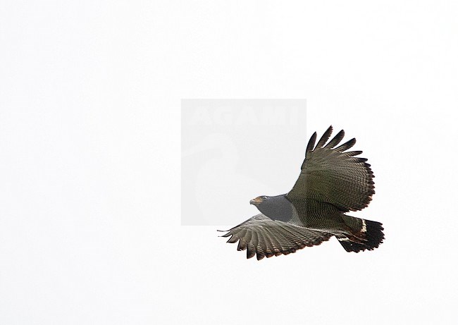 Barred hawk (Morphnarchus princeps) flying overhead near Mindo on the west slope of the Andes of Ecuador. stock-image by Agami/Marc Guyt,