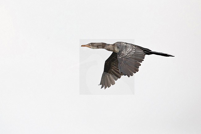  stock-image by Agami/Mathias Putze,