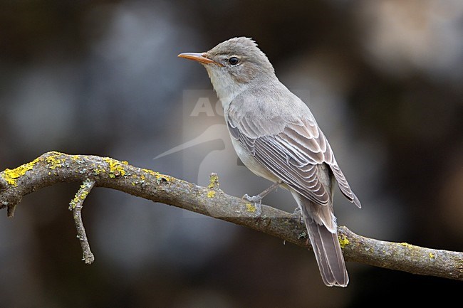 Griekse Spotvogel zittend op tak; Olive-tree Warbler perched on branch stock-image by Agami/Daniele Occhiato,