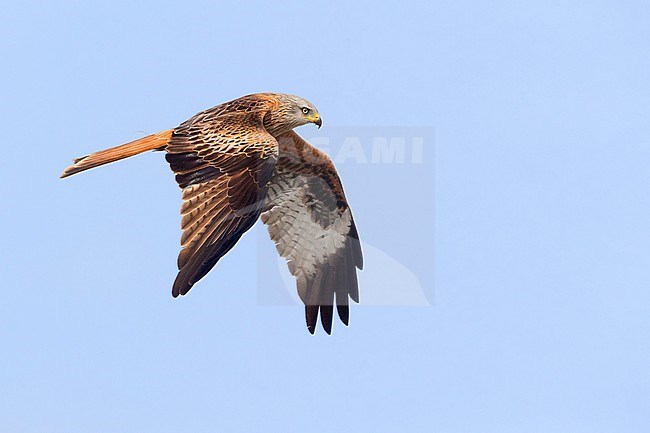 Red Kite (Milvus milvus), adult in flight, Basilicata, Italy stock-image by Agami/Saverio Gatto,