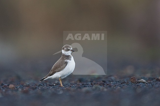 Onvolwassen Amerikaanse Bontbekplevier; Semipalmated Plover immature stock-image by Agami/Menno van Duijn,