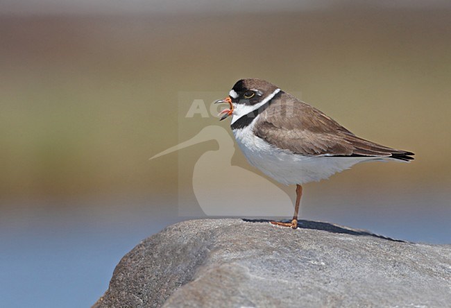 Roepende Amerikaanse Bontbekplevier, Semipalmated Plover calling

 

\