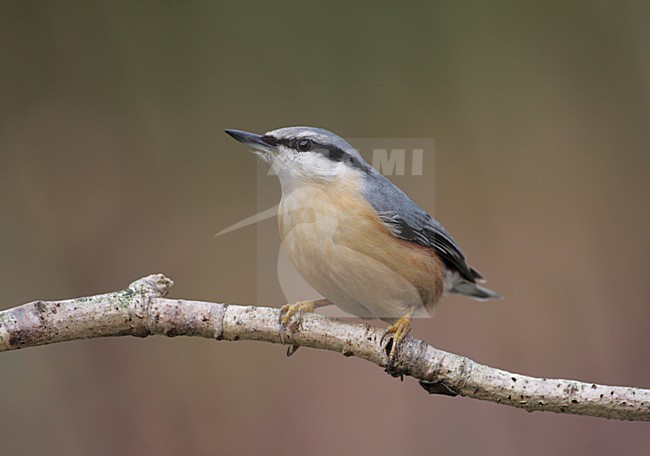 Boomklever op ee tak; Eurasian Nuthatch on a branch stock-image by Agami/Reint Jakob Schut,