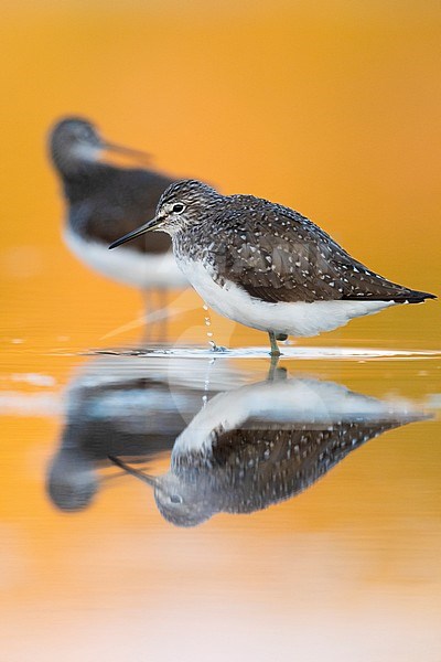 Green Sandpiper (Tringa ochropus), two individuals resting in orange colored water at sunset in Italy. stock-image by Agami/Saverio Gatto,