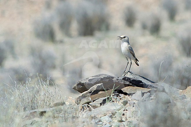 Tractrac Chat, Emarginata tractrac, standing on a rock in Namibia desert. stock-image by Agami/Jacob Garvelink,