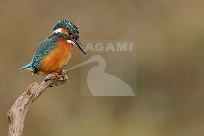 Juvenile or female Common Kingfischer (Alcedo atthis) perching on a branch watching downwards fixing fishes stock-image by Agami/Mathias Putze,