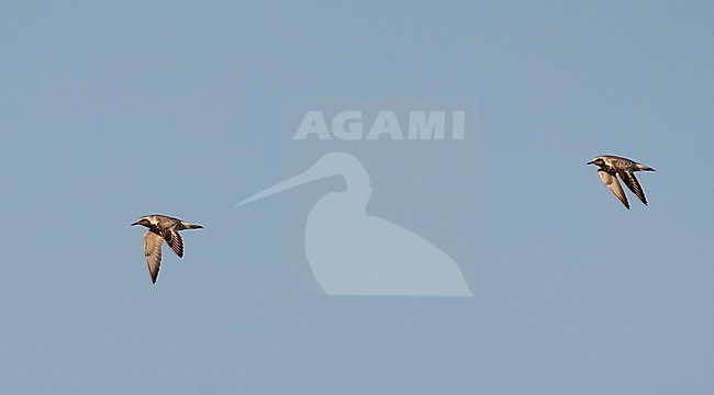 Two adult Grey Plovers (Pluvialis squatarola) in flight during late summer in the Netherlands. Also known as Black-bellied Plover. stock-image by Agami/Edwin Winkel,