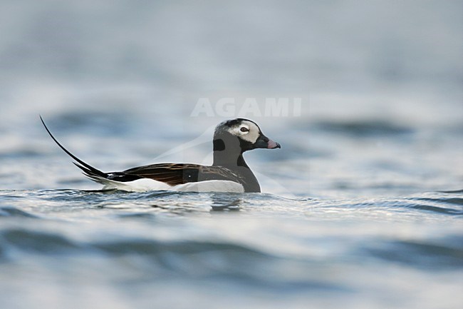 IJseend mannetje in water; Long-tailed Duck male in water stock-image by Agami/Menno van Duijn,
