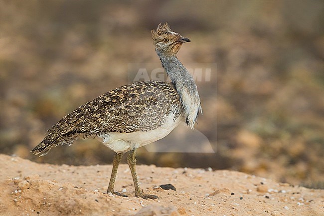 Houbara Bustard (Chlamydotis undulata fuertaventurae) on the Canary Island of Fuerteventura. This subspecies is highly restricted and endangered, with less then 500 birds left in the wild. stock-image by Agami/Daniele Occhiato,