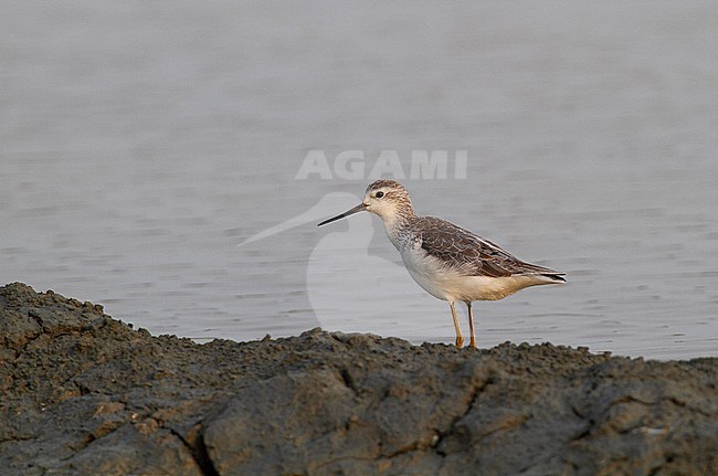 First winter Marsh Sandpiper (Tringa stagnatilis) on wintering site in Thailand stock-image by Agami/Edwin Winkel,