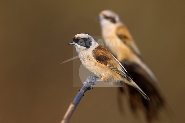 Penduline Tit, Remiz pendulinus, in Italy. stock-image by Agami/Daniele Occhiato,