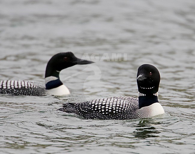 Great Northern Loon adult swimming; IJsduiker volwassen zwemmend stock-image by Agami/Markus Varesvuo,