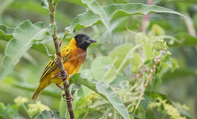 black-headed weaver (Ploceus melanocephalus), also known as yellow-backed weaver. stock-image by Agami/Ian Davies,