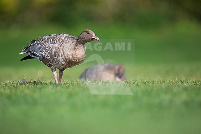 First-winter Pink-footed Goose (Anser brachyrhynchus) in urban area in Germany (Baden-Württemberg). Grazing on a lawn. stock-image by Agami/Ralph Martin,